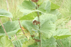 Cissus pallida